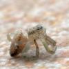 Philodromus sp.
